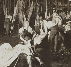 Stereograph shows men in meat packing plant splitting chunks of cattle.